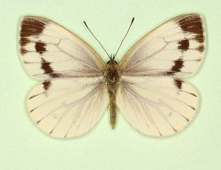 Pieris napi female (aberrant form confluens) (Internet Image property of respective owner, non-commercial use only)